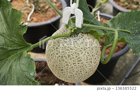 Close up Green cantaloupe melon plants are growing in the greenhouse 136385522