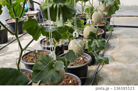 Green cantaloupe melon plants are growing in the greenhouse 136385523