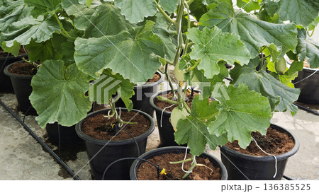 Cantaloupe melon plants are growing in the greenhouse Cantaloupe melon plants are growing in the greenhouse 136385525