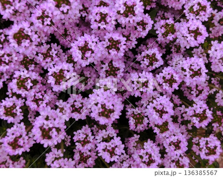 満開のタイムの花 136385567