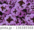 ピンク色のタイムの花 136385568