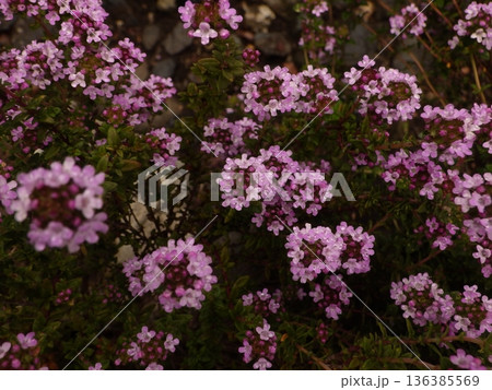 ピンク色のタイムの花 136385569