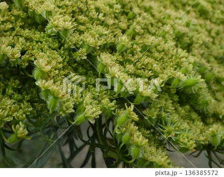 ニンジンのまだ若い種子 136385572