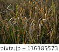 朝日があたった枯草 136385573