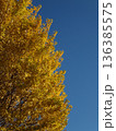 青空と黄葉した銀杏の木 136385575