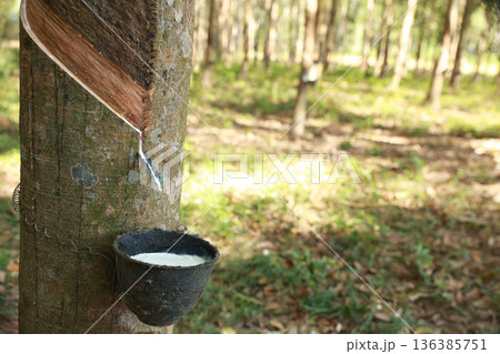 Rubber tree (Hevea Brasiliensis) and droping of latex in the bowl. 136385751