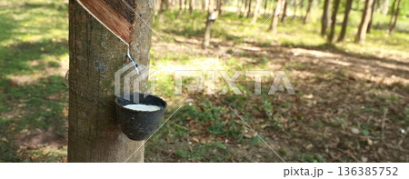 Rubber tree (Hevea Brasiliensis) and droping of latex in the bowl. 136385752