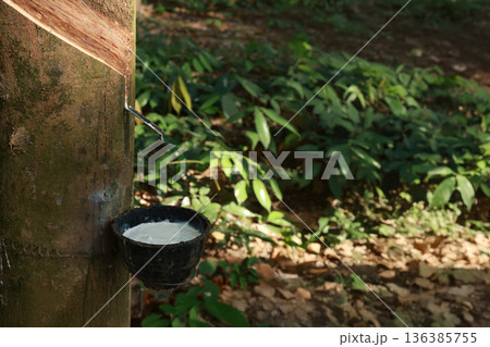 Rubber tree (Hevea Brasiliensis) and droping of latex in the bowl. 136385755