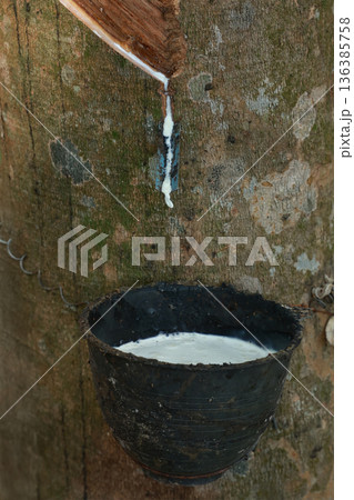 Rubber tree (Hevea Brasiliensis) and droping of latex in the bowl. 136385758
