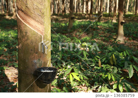 Rubber tree (Hevea Brasiliensis) and droping of latex in the bowl. Rubber tree (Hevea Brasiliensis) and droping of latex in the bowl. 136385759