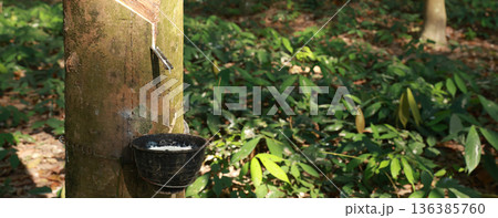 Rubber tree (Hevea Brasiliensis) and droping of latex in the bowl. Rubber tree (Hevea Brasiliensis) and droping of latex in the bowl. 136385760