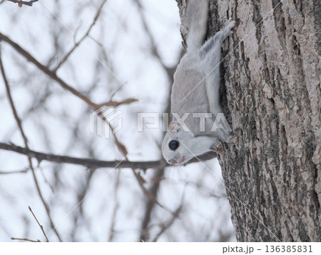 森の妖精とよばれるエゾモモンガ 136385831