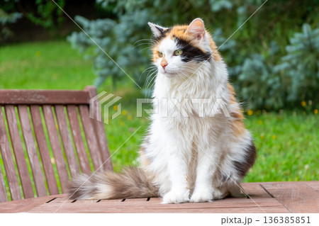 A tricolor cat sits on a wooden table against trees background. 136385851