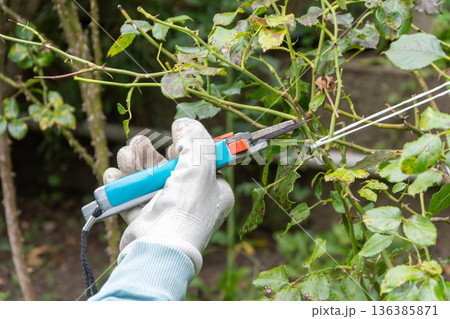 A gloved hand cuts a plant branch with pruning shears in the garden close up. 136385871