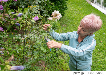 A woman carefully trims thin shoots of an ornamental plant with pruning shears on the plot. A woman carefully trims thin shoots of an ornamental plant with pruning shears on the plot. 136385889