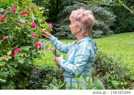 An elderly gardener performs care for ornamental plants among green bushes. 136385894