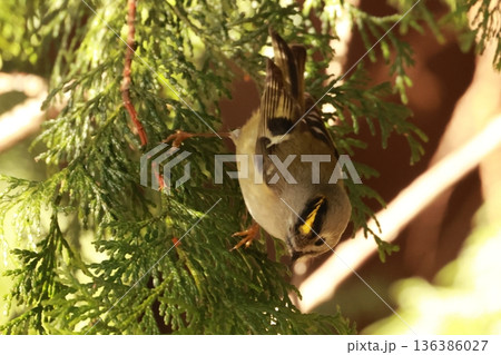 日本最小の鳥で、頭の頂が黄色の菊のように見える小鳥のキクイタダキ 136386027