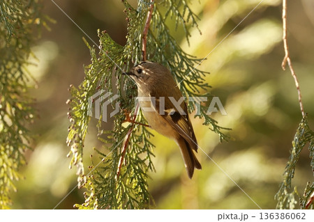 日本最小の鳥で、頭の頂が黄色の菊のように見える小鳥のキクイタダキ 136386062