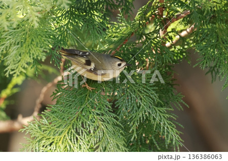 日本最小の鳥で、頭の頂が黄色の菊のように見える小鳥のキクイタダキ 136386063