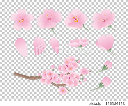 春天的櫻花花瓣 136386158