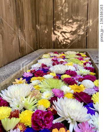 11月のカラフルな花手水(菊・カーネーション)〈菅生神社/愛知県岡崎市〉 11月のカラフルな花手水(菊・カーネーション)〈菅生神社/愛知県岡崎市〉 136386163