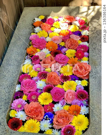 2月の華やかな花手水(薔薇・菊・ガーベラ・パンジー・デンファレ)〈菅生神社/愛知県岡崎市〉 2月の華やかな花手水(薔薇・菊・ガーベラ・パンジー・デンファレ)〈菅生神社/愛知県岡崎市〉 136386164