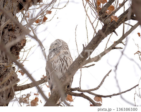 森の賢者のエゾフクロウ 森の賢者のエゾフクロウ 136386380