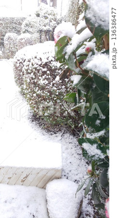 積雪の庭と椿 積雪の庭と椿 136386477