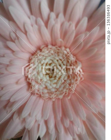 ピンクのガーベラを接写 ピンクのガーベラを接写 136386493