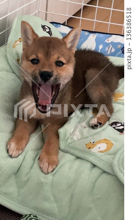 小さなお口であくびをする柴犬の子犬 136386518