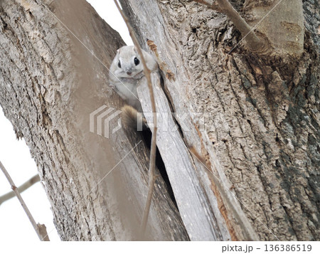 森の妖精とよばれるエゾモモンガ 136386519