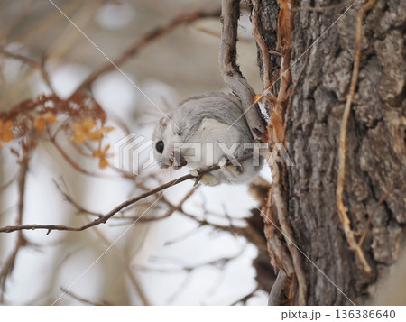 森の妖精とよばれるエゾモモンガ 136386640