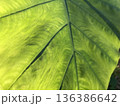 里芋の葉の葉脈 136386642