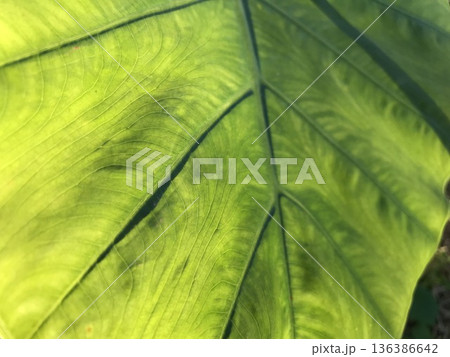 里芋の葉の葉脈 136386642