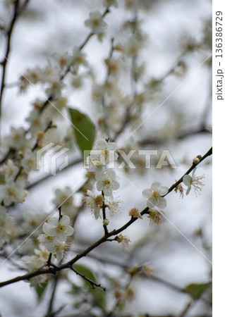 花 フラワー お花 136386729