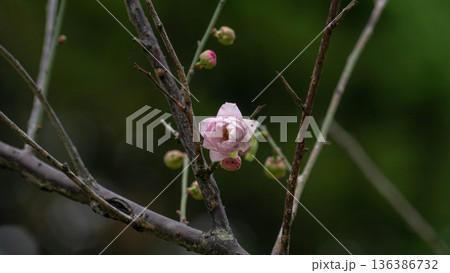 花 フラワー お花 136386732
