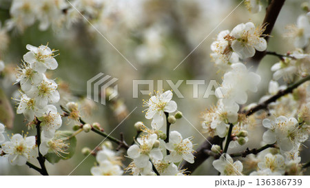 花 フラワー お花 136386739