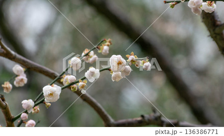 花 フラワー お花 136386771
