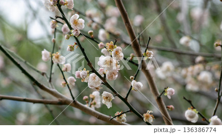 花 フラワー お花 136386774