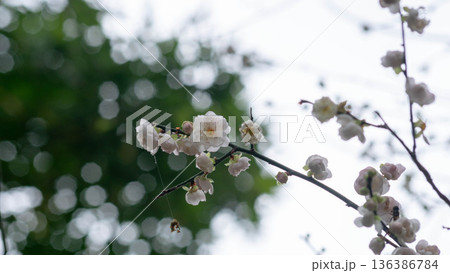 花 フラワー お花 136386784