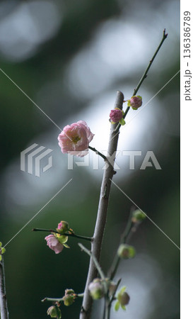 花 フラワー お花 136386789