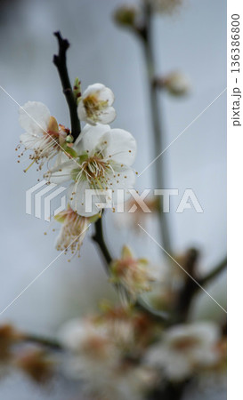 花 フラワー お花 136386800
