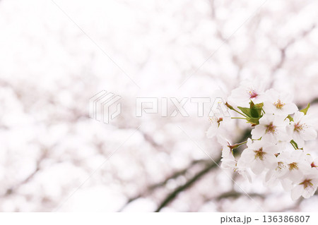 桜とコピースペース 136386807