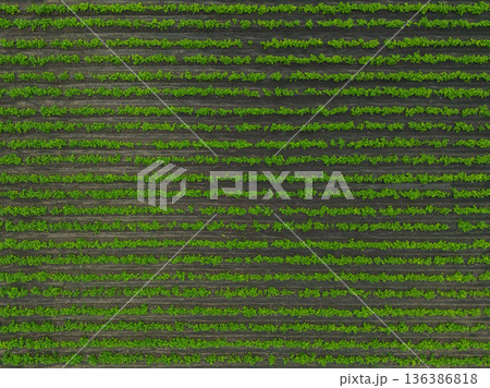 Green ripening soybean field, agricultural landscape. Green ripening soybean field, agricultural landscape. 136386818