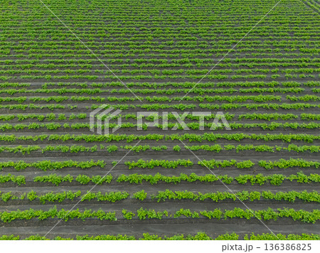 Green ripening soybean field, agricultural landscape.  136386825