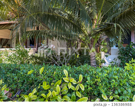 Tropical resort bungalow surrounded by palm trees and greenery Tropical resort bungalow surrounded by palm trees and greenery 136386988