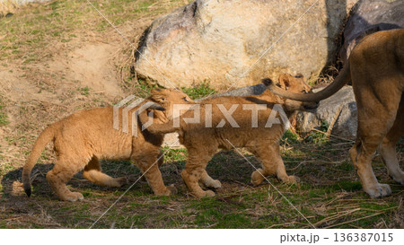 母を追うライオンの子ら 136387015