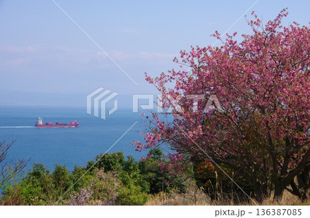 兵庫県洲本市　桜の時期の生石岬展望台 136387085