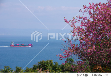 兵庫県洲本市　桜の時期の生石岬展望台からの眺望 136387086