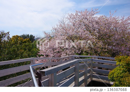 兵庫県洲本市　生石海峡展望台の桜 136387088